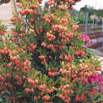 Enkianthus campanulatus 0.40 à 0.50 m Cont. 