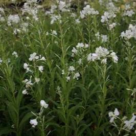 Epilobium angustif. 'Album'  Pot 9 