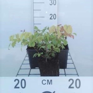 Epimedium grandiflorum  Pot 9 