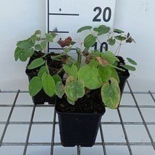 Epimedium pubigerum  Pot 9 