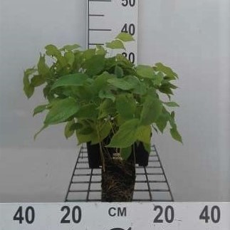 Epimedium rubrum  Pot 9 