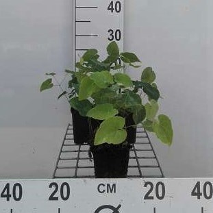 Epimedium perralchicum 'Frohnleiten'  Pot 9 