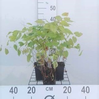 Epimedium pinn. 'Colchicum'  Pot 9 