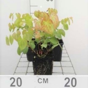 Epimedium versicolor 'Sulphureum'  Pot 9 