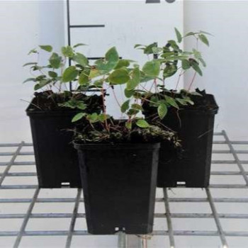 Epimedium youngianum 'Niveum'  Pot 9 
