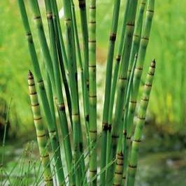 Equisetum japonicum  Mand ø18 