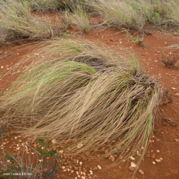 Eragrostis curvula  Pot 9 