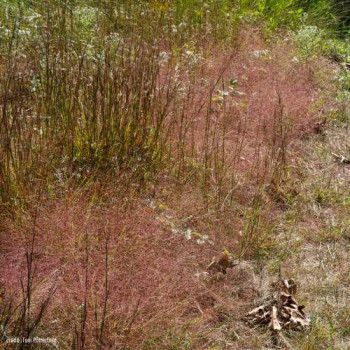 Eragrostis spectabilis  Pot 9 