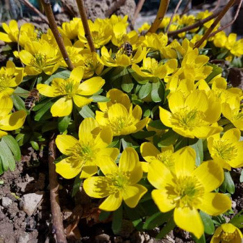 Eranthis hyemalis  X100 
