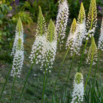 Eremurus himalaicus  CT 7,5 litres 