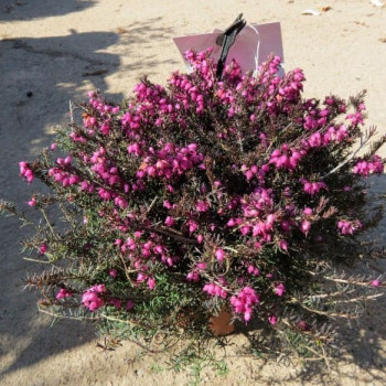 Erica darleyensis rood/rouge 0.20 à 0.25 m CT 2 litres 