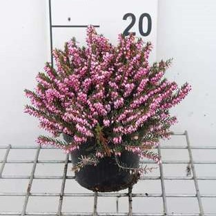 Erica darleyensis roze/rose 0.20 à 0.25 m CT 2 litres 