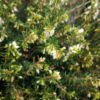 Erica darleyensis wit/blanc 0.20 à 0.25 m CT 2 litres 