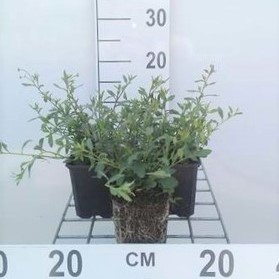 Erigeron karvinskianus  CT 2 litres 