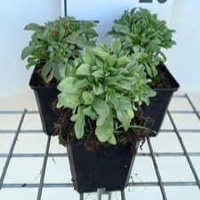Erigeron glaucus 'Sea Breeze'  Pot 9 