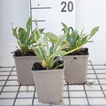 Erigeron hybr. 'Rosa Jewell'  Pot 9 