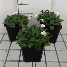 Erodium reich. 'Album'  Pot 9 