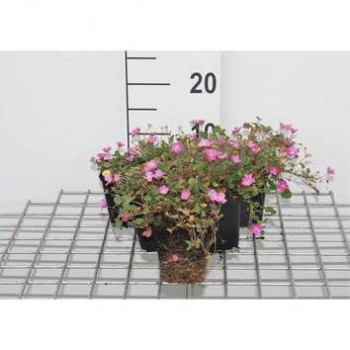 Erodium variabile 'Bishop's Form'  Pot 9 