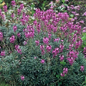 Erysimum hybr. 'Bowles Mauve'  Pot 9 