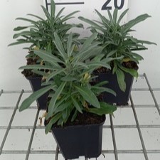 Erysimum hybr. 'Fragrant Sunshine'  Pot 9 