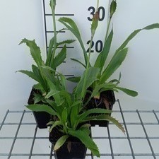 Eryngium agavifolium  Pot 9 