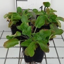 Eryngium planum  Pot 9 