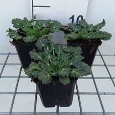 Eryngium variifolium  Pot 9 