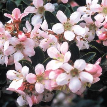 Escallonia hybr. 'Apple Blossom' 0.40 à 0.50 m CT 3 litres 