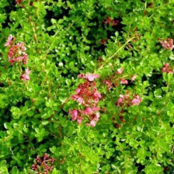 Escallonia hybr. 'Dart's Rosyred' 0.40 à 0.50 m CT 
