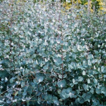 Eucalyptus gunnii 0.50 à 0.60 m CT 2 litres 