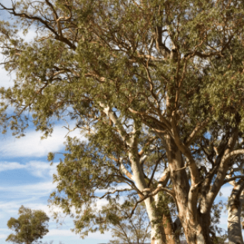Eucalyptus camaldulensis ( rostrata) 3.5 à 4 m CT 110 litres en cépée 