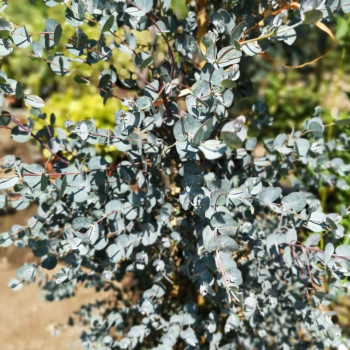Eucalyptus gunnii 'Azurra'® 1 à 1.25 m CT 30 litres 