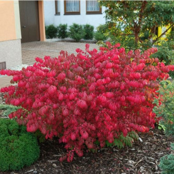 Euonymus al. 'Compactus' 0.50 à 0.60 m Cont. 