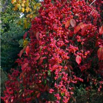 Euonymus eur. 'Red Cascade' 1 à 1.25 m CT 12 litres 