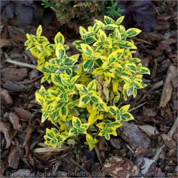 Euonymus fort. 'Em. 'n Gold'  Pot 9 