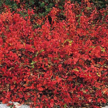 Euonymus fort. 'Coloratus'  Pot 9 