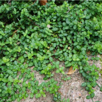 Euonymus fort. 'Minimus' 0.15 à 0.20 m Cont. 