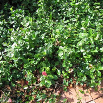 Euonymus fort. 'Radicans' 0.20 à 0.30 m Cont. 