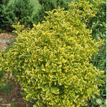 Euonymus jap. 'Aureomarginatus' ( 'el. aureus')  CT 45 litres en espalier 