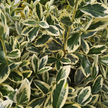 Euonymus jap. 'Bravo'  CT 18 litres espalier 