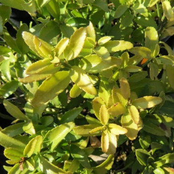 Euonymus jap. 'Microphyllus' 0.20 à 0.30 m Cont. 
