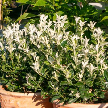 Euonymus jap. 'Pierrolino'® 0.20 à 0.25 m CT 1,5 litres 