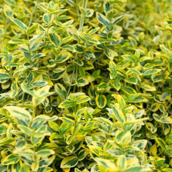 Euonymus jap. 'Aureus' (='aureopictus') 0.20 à 0.25 m CT 