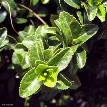 Euonymus jap. 'Green Spire' 0.20 à 0.30 m Cont. 