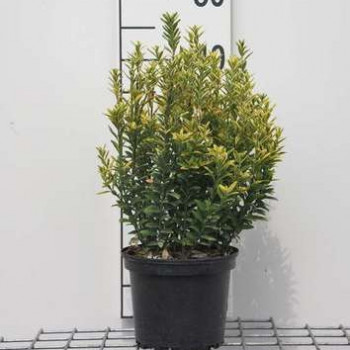 Euonymus jap. 'Micr. Aureovariegatus' 0.20 à 0.30 m Cont. 