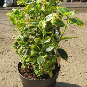 Euonymus jap. 'Ovatus Aureus' (= 'marieke') 0.20 à 0.30 m Cont. 