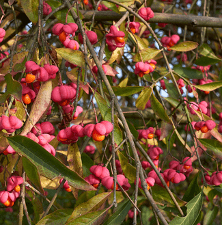 Euonymus europaeus 0.50 à 0.60 m CT 2 litres 
