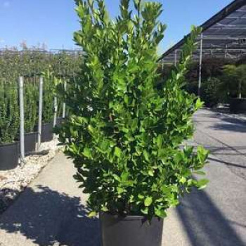 Euonymus japonicus  CT 45 litres en espalier 