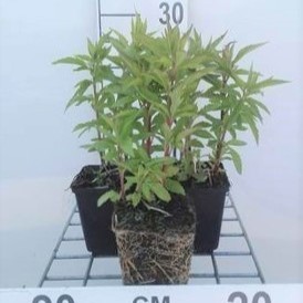Eupatorium cannabinum  Pot 9 