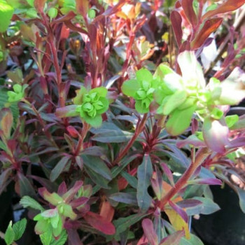 Euphorbia amygd. 'Purpurea'  Pot 9 